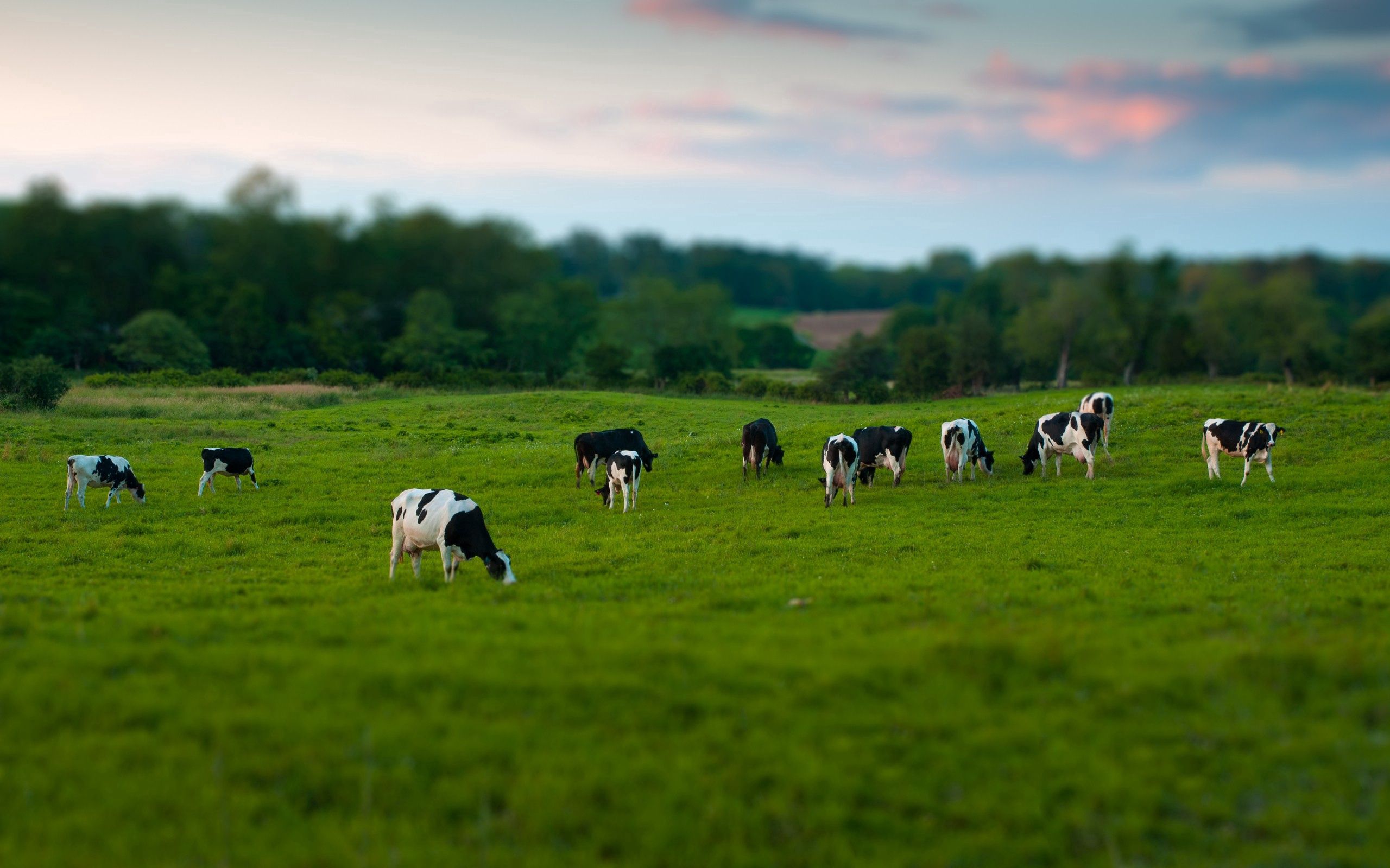 Vacas lecheras en pastura — SUPLADE